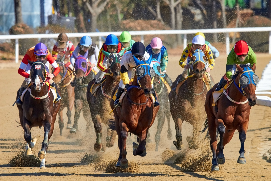 Horses in a race.