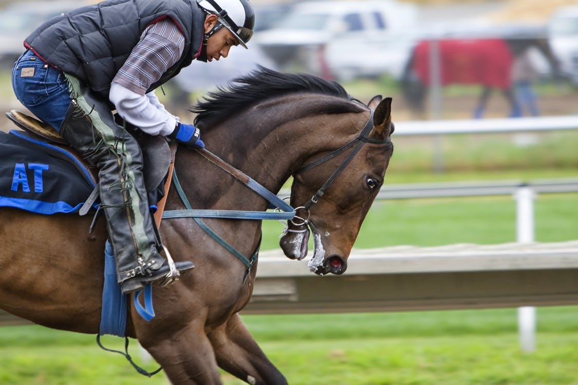 A horse rider and a horse