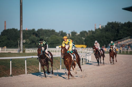 Horses on a race course