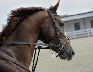 A closeup of a horse.